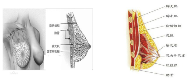 现今医疗技术做假体隆胸果怎么样?