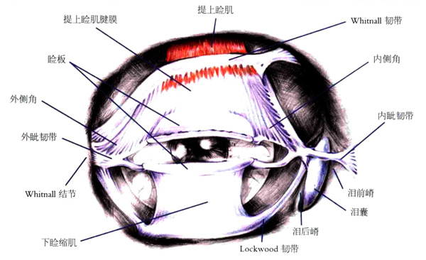 上眼睑下垂怎么办?手术费用多少钱?