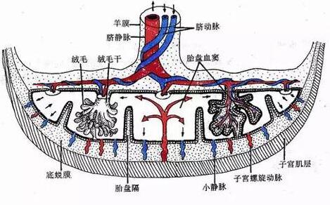 注射注射瘦脸后发现怀孕 对胎儿有影响吗?