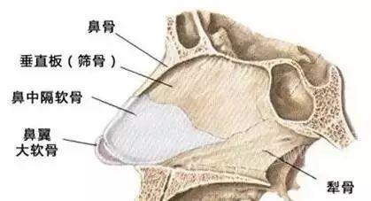 鼻部手术该用什么自体软骨才好?
