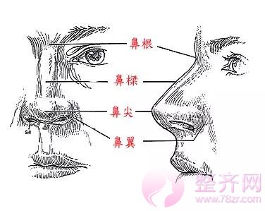 这些都不知道,你还隆什么鼻?