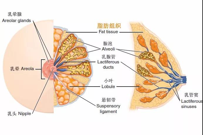 自体脂肪丰胸能不能看出来?