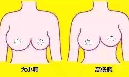 什么样的胸部较美?