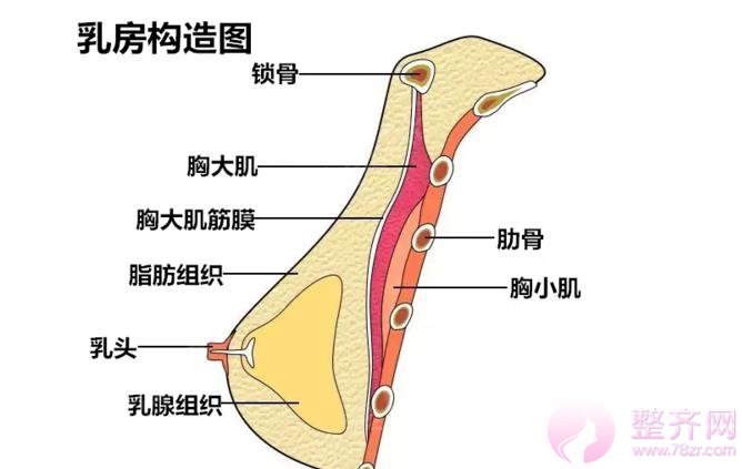 哺乳过后,胸部萎缩不到A,严重下垂,怎么破?